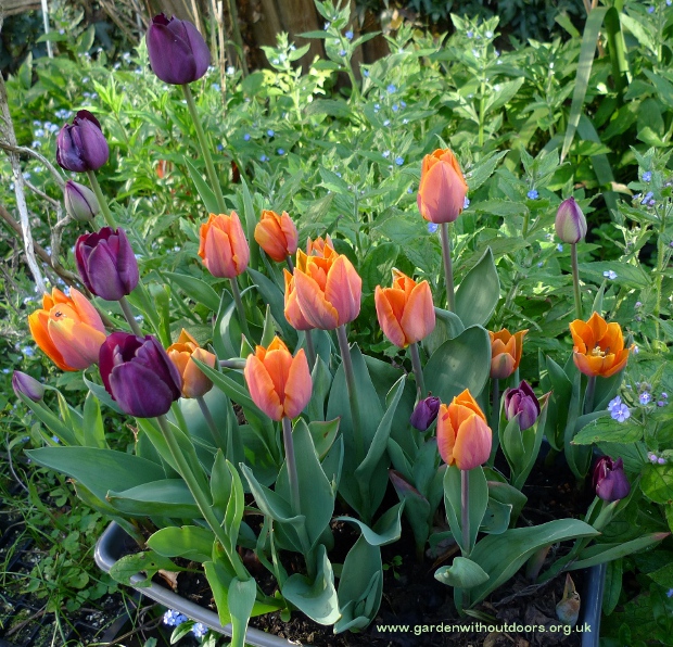Princess Irene tulips