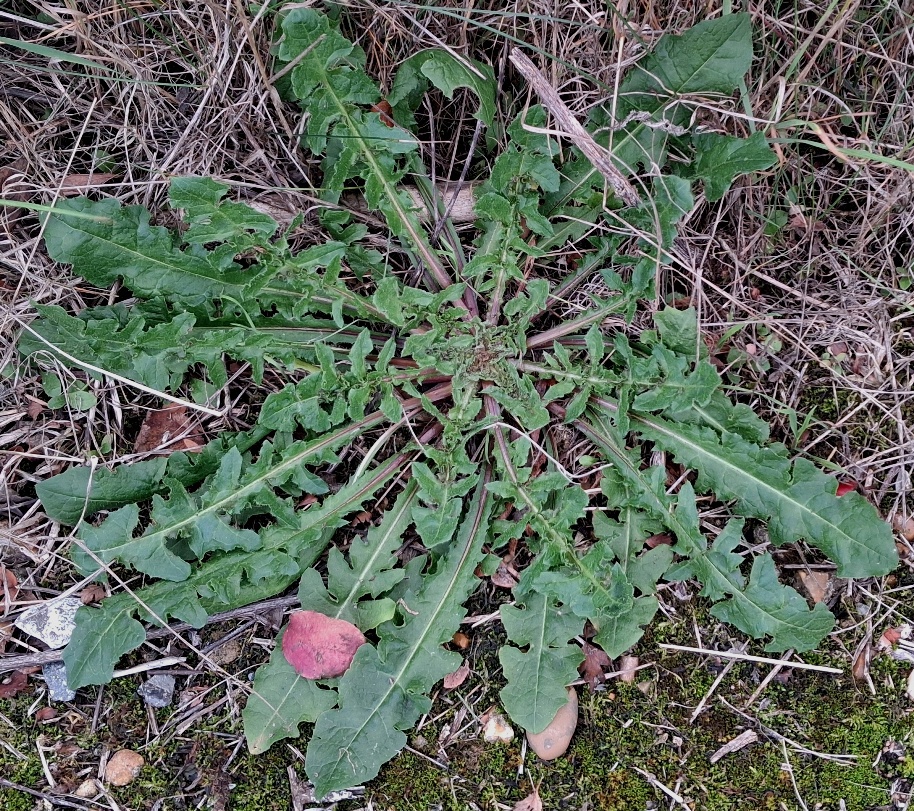 dandelion
