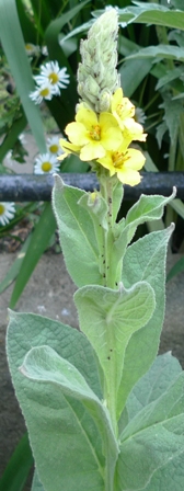verbascum thapsis flower