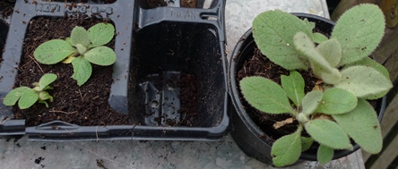 verbascum thapsis seedlings