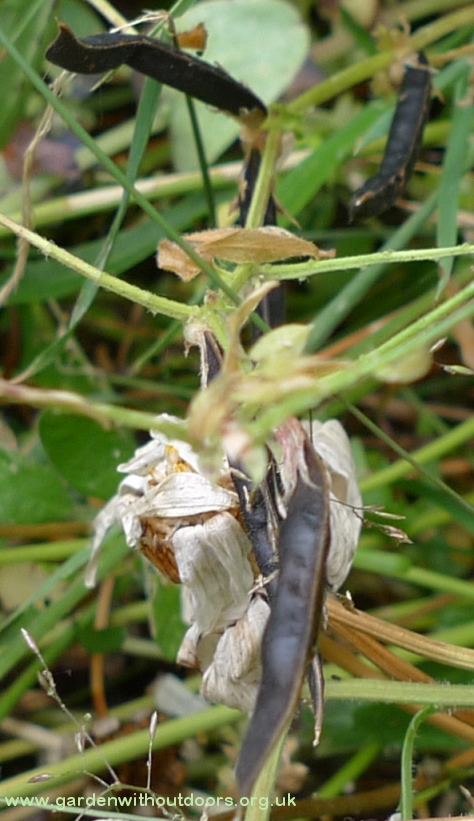 vetch tare seed pods