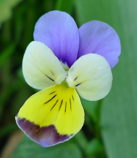 viola floral powers
