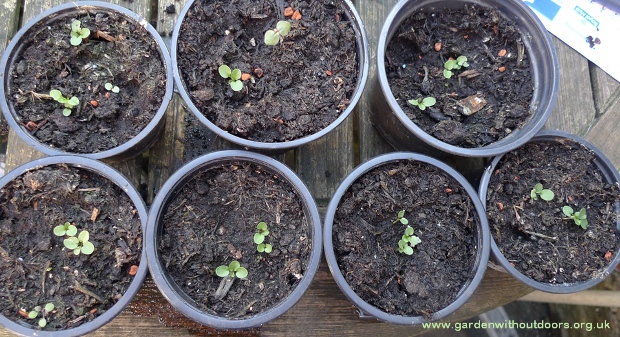 viola seedlings