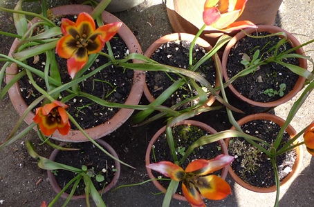 weedlings in the pots of Little Princess tulips