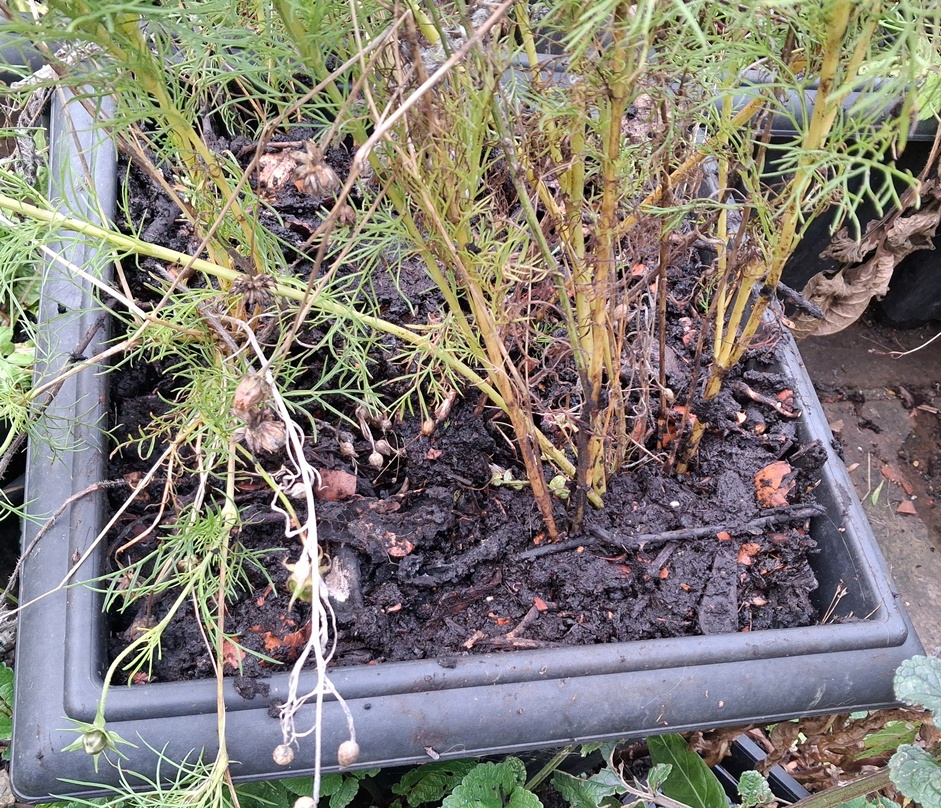 scilla hyacinthoides