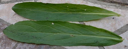 willowherb leaves