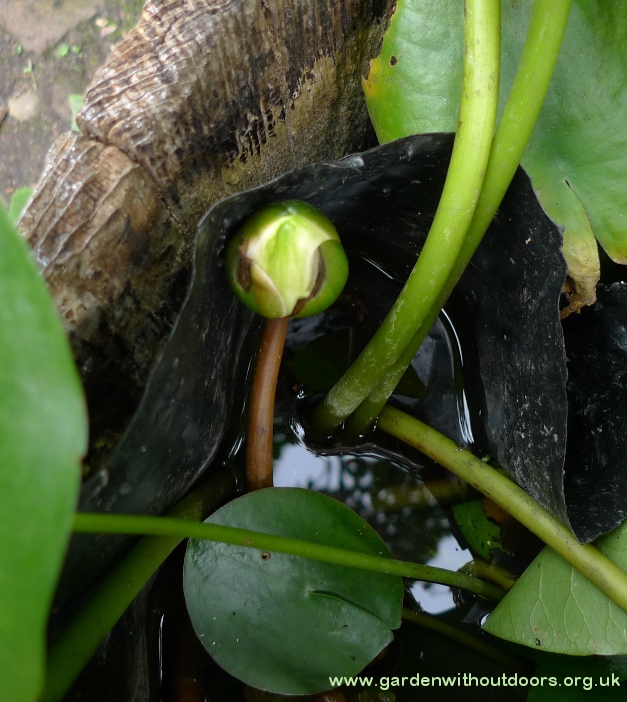 yellow water lily bud