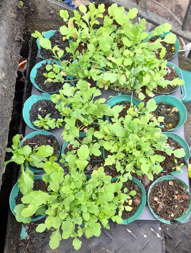 Amazing Grey poppy seedlings