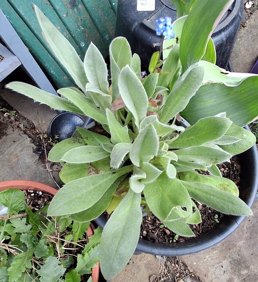 centaurea montana