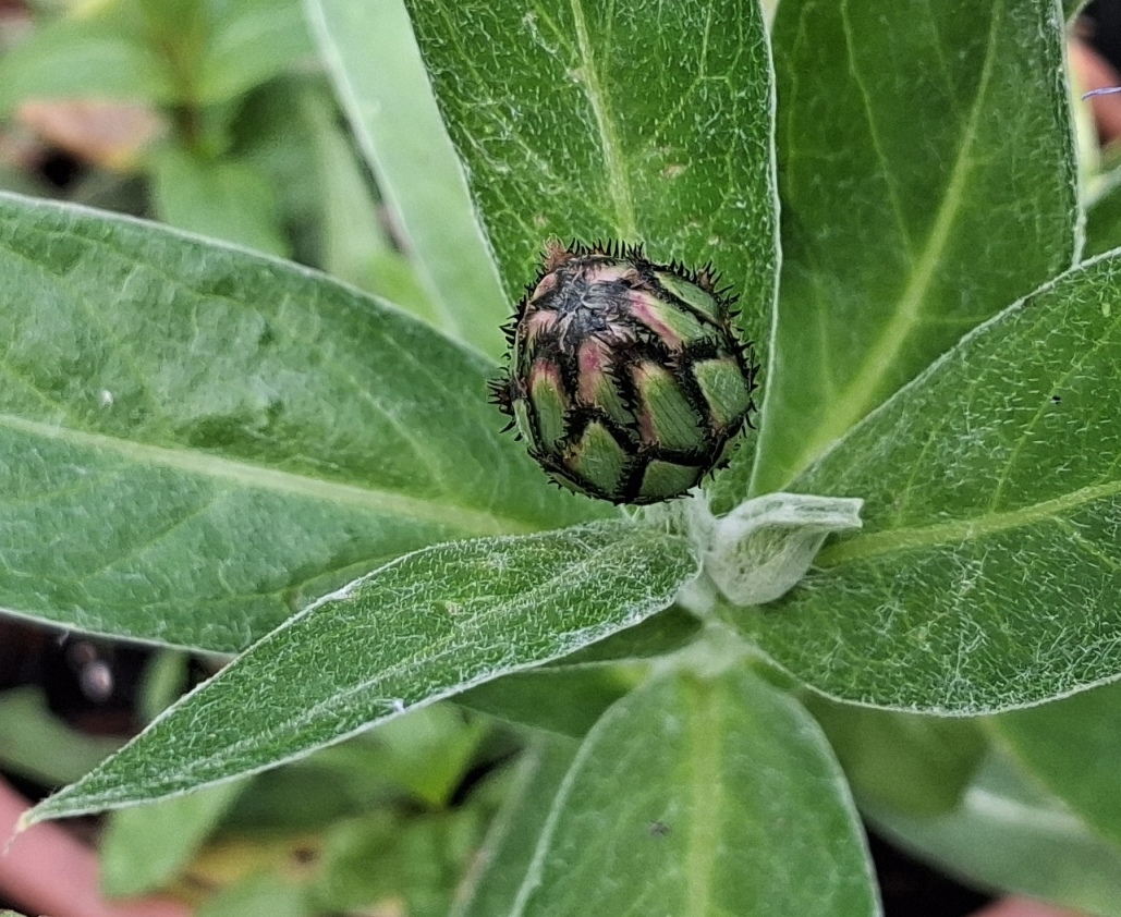 centaurea montana