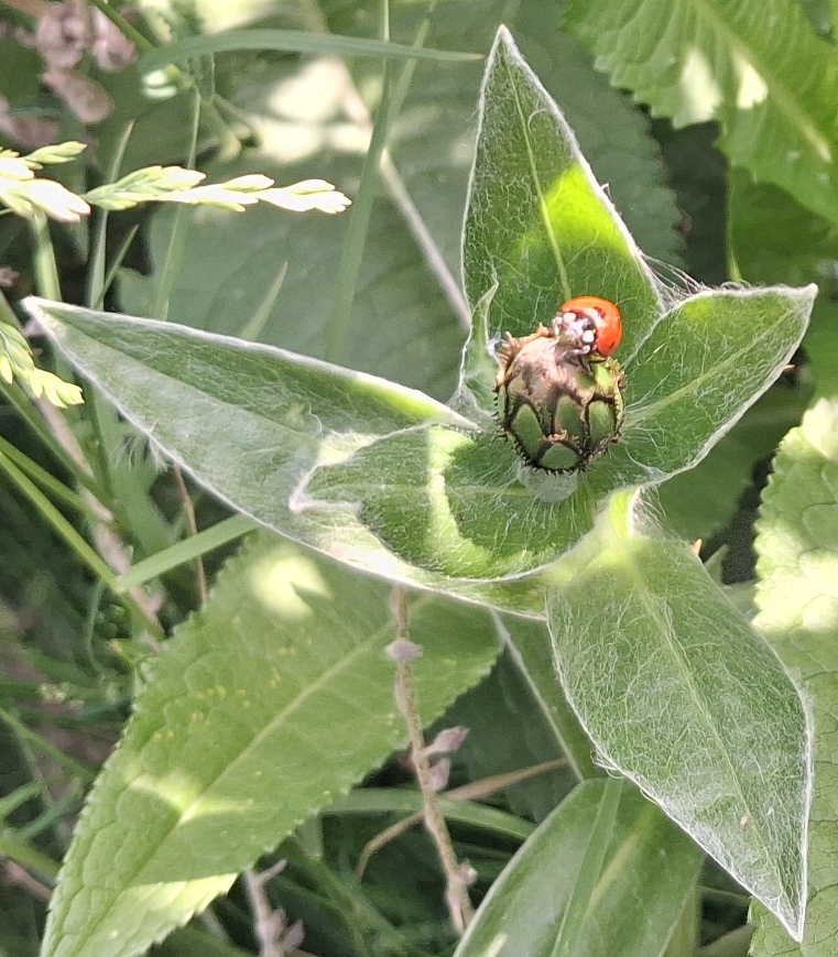 ladybird centaurea bud
