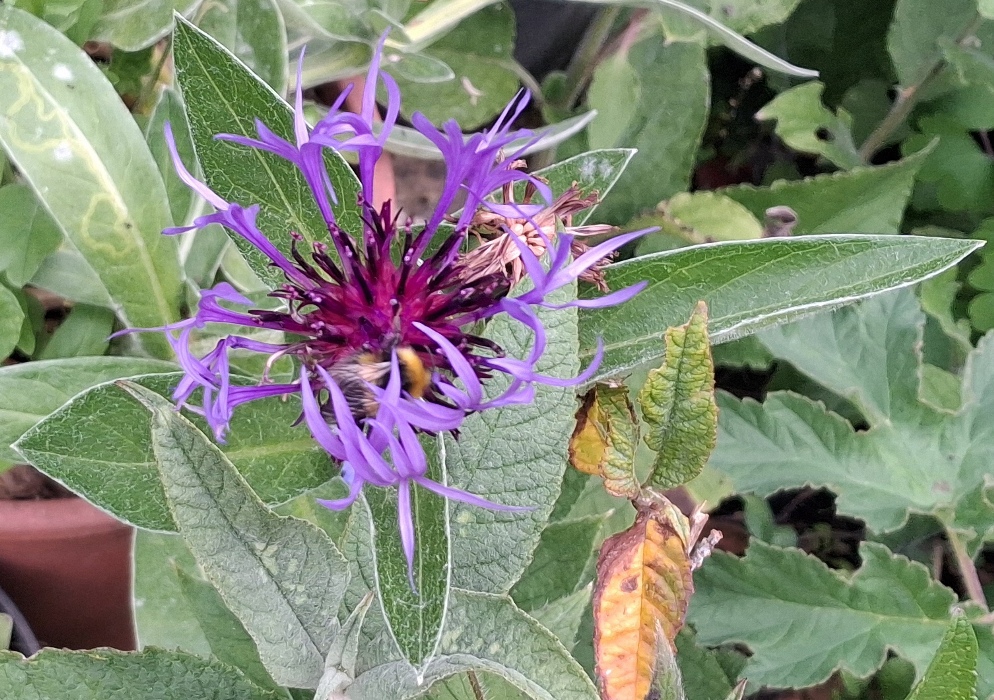 centaurea montana with bee