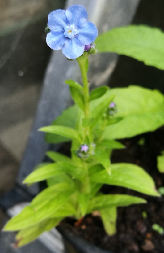 chinese forget-me-not Cynoglossum amabile