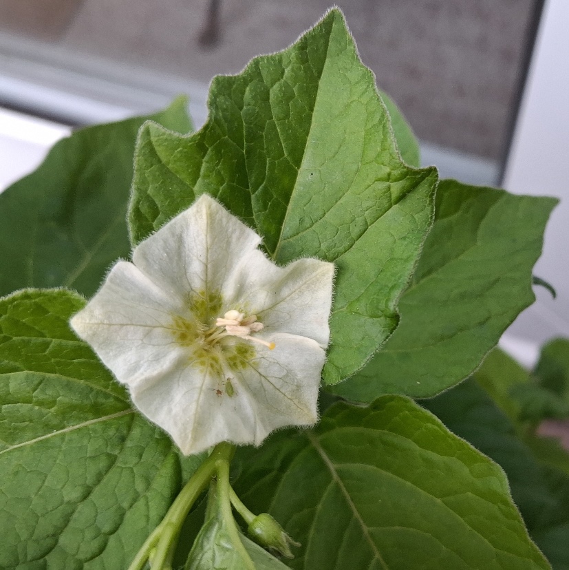 chinese lantern flower