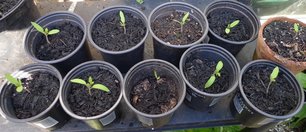 cipano tomato seedlings