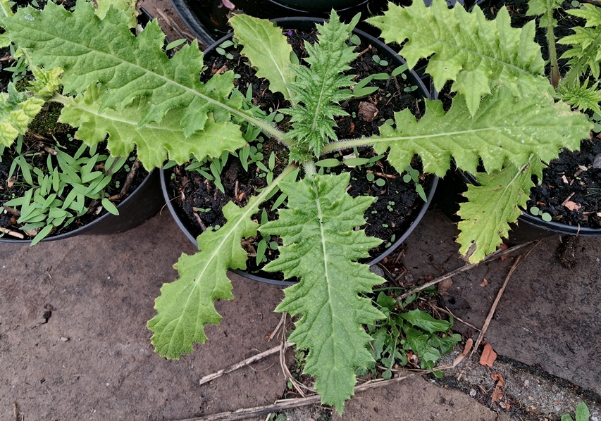 cirsium botryodes
