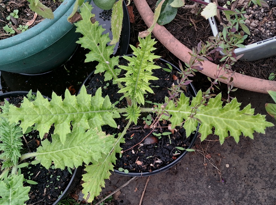cirsium botryodes