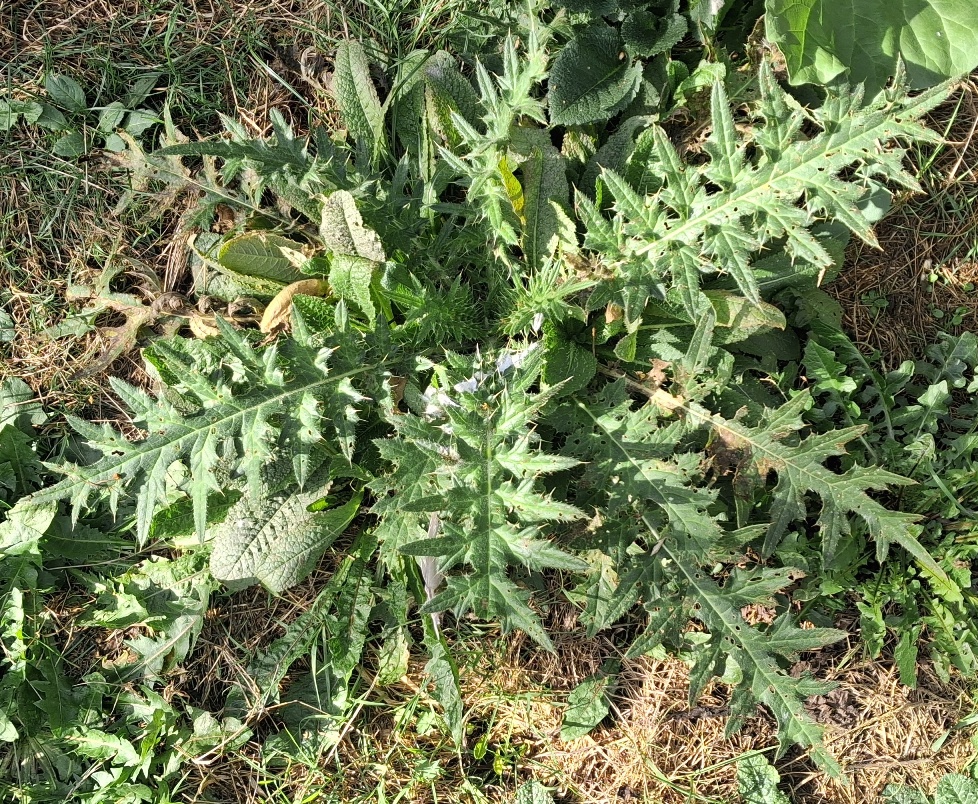 cirsium botryodes
