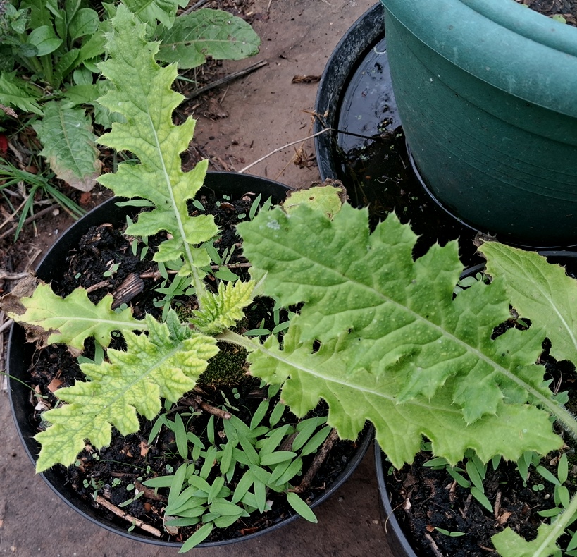 cirsium botryodes
