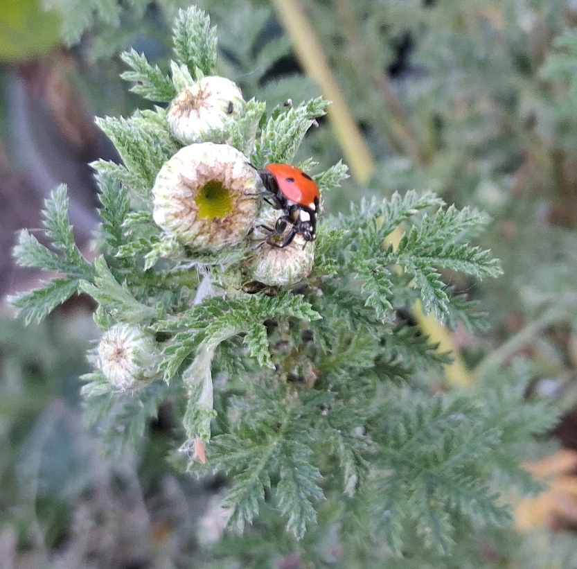 cota tinctoria ladybird
