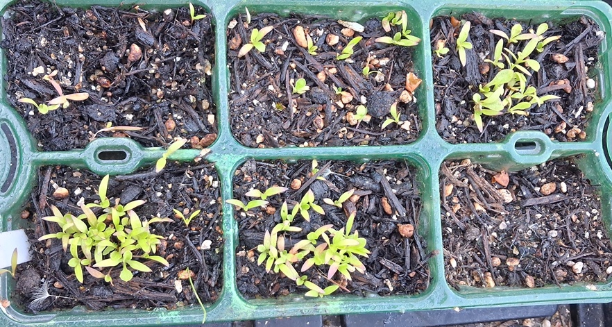 crepis rubra seedlings