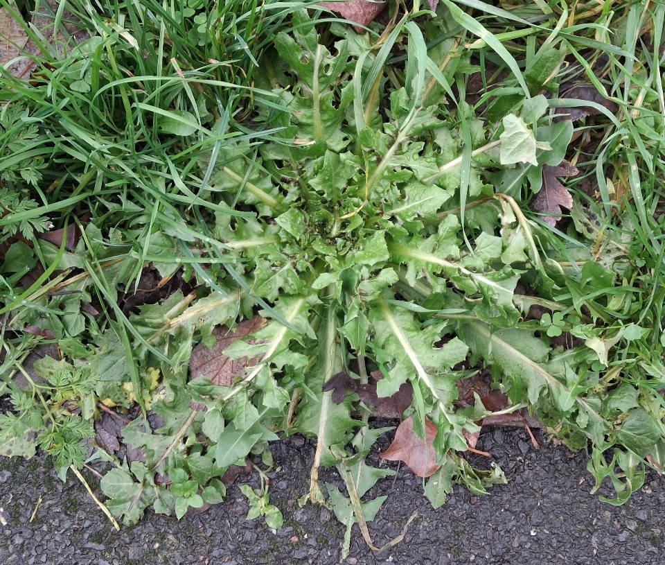 crepis vesicaria beaked hawk's-beard