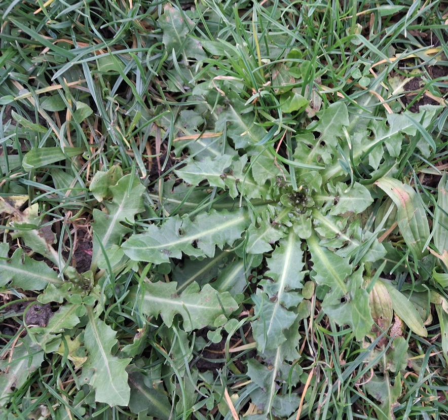 beaked hawk's-beard crepis vesicaria