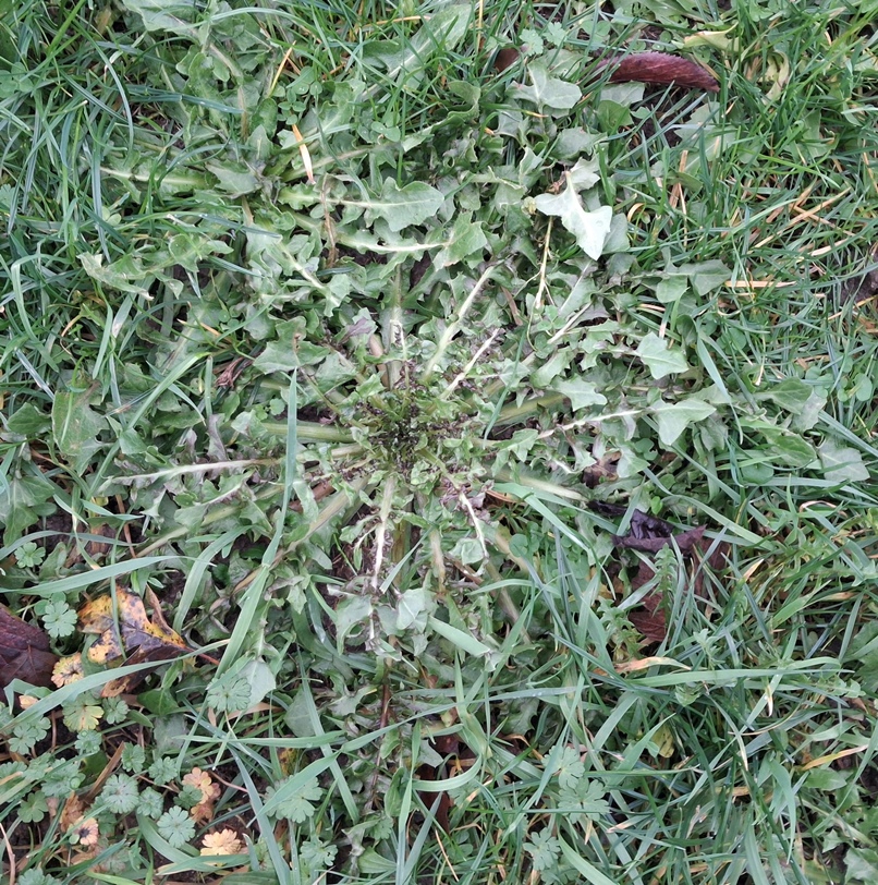 beaked hawk's-beard crepis vesicaria
