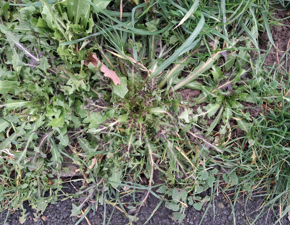 beaked hawk's-beard crepis vesicaria