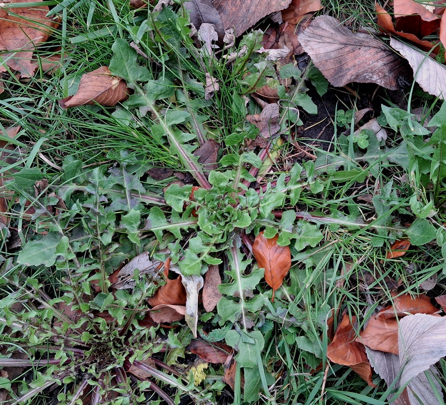 crepis vesicaria beaked hawk's-beard