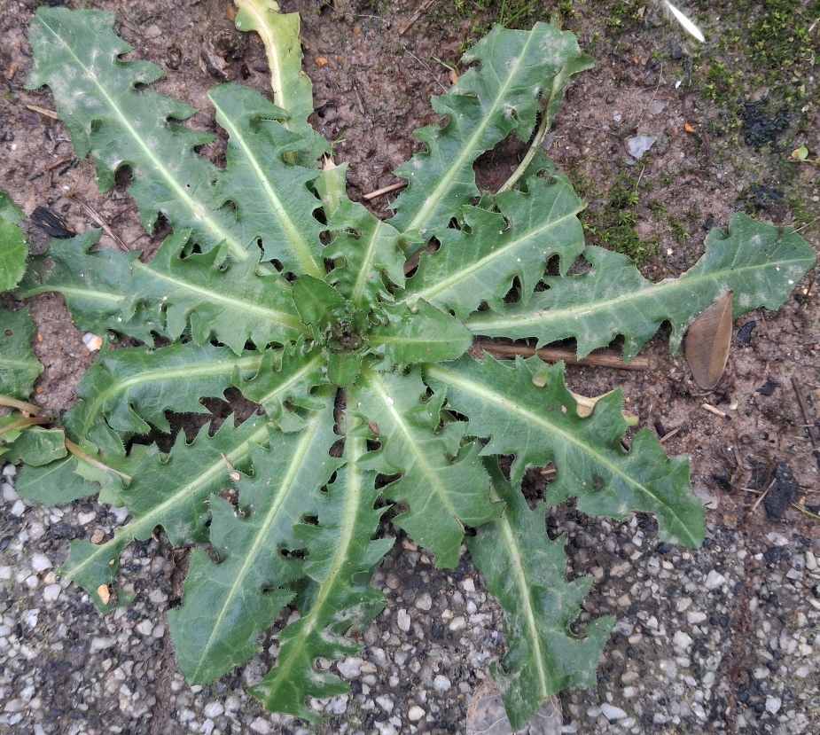 beaked hawk's-beard crepis vesicaria