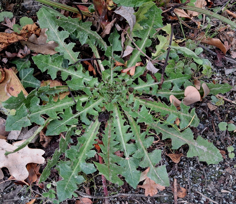 crepis vesicaria rosette