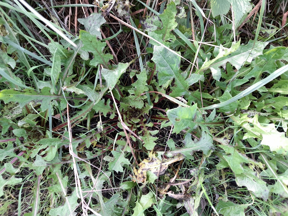 crepis vesicaria possibly rainham marshes
