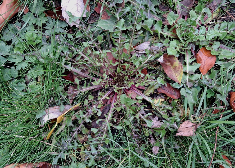 Crepis vesicaria rosette beaked hawk's-beard