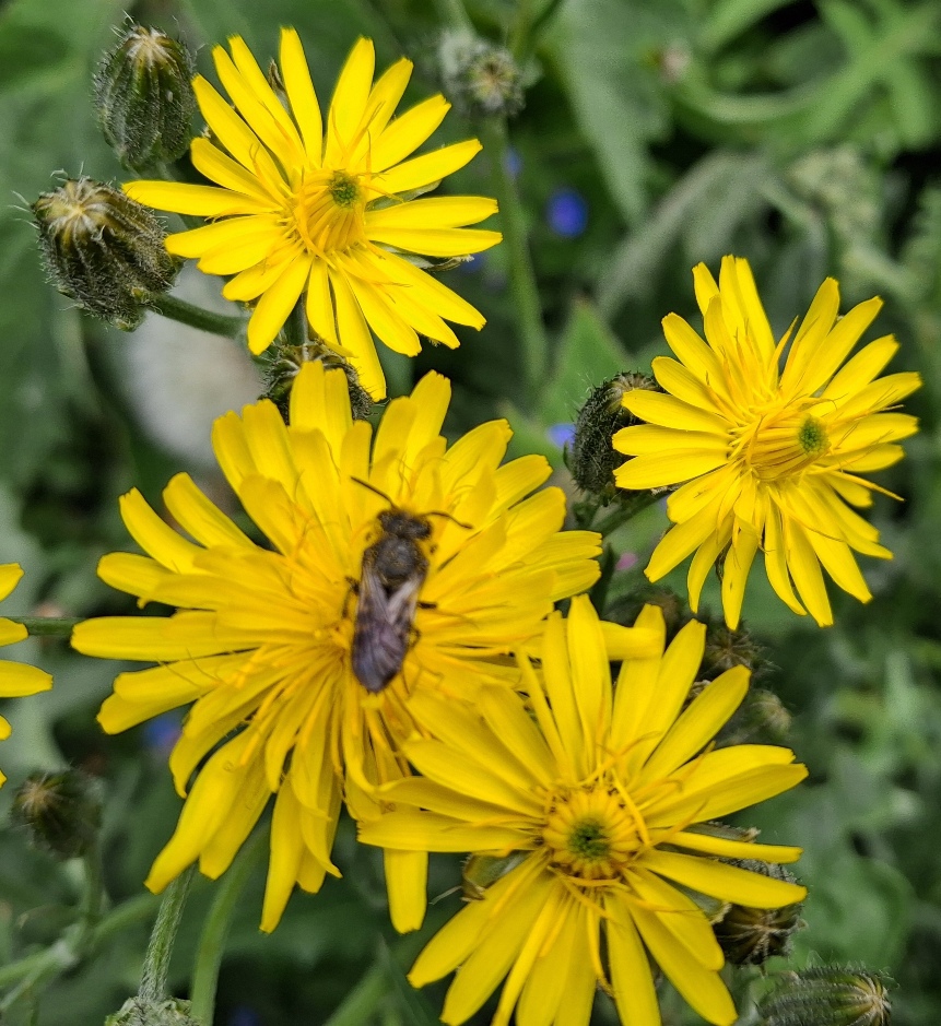 crepis vesicaria 