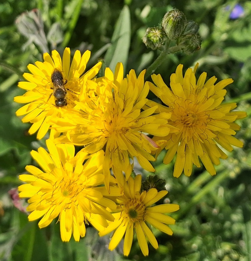 crepis vesicaria hoverfly