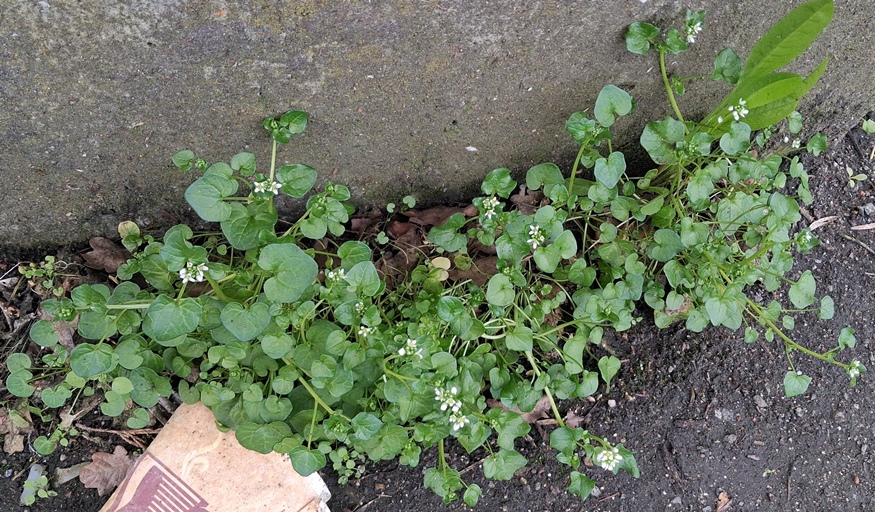 danish scurvygrass cochlearia danica