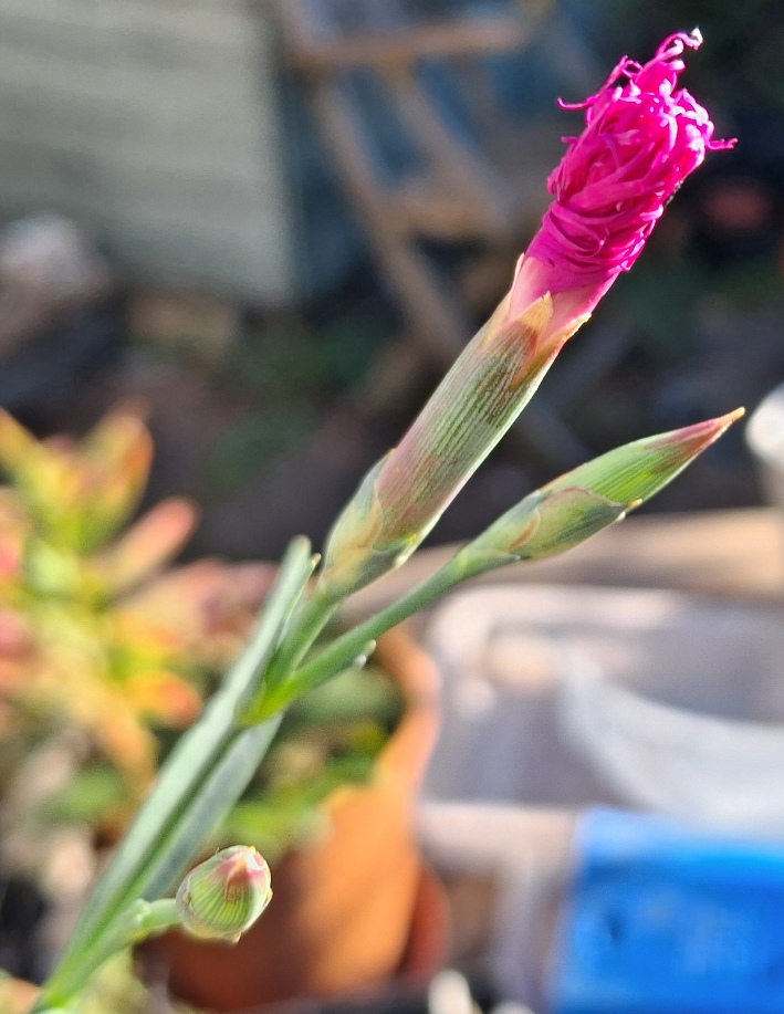 dianthus superbus var. longicalycinus