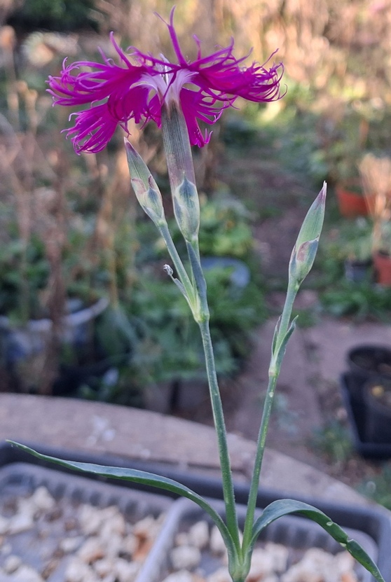 dianthus superbus var. longicalycinus