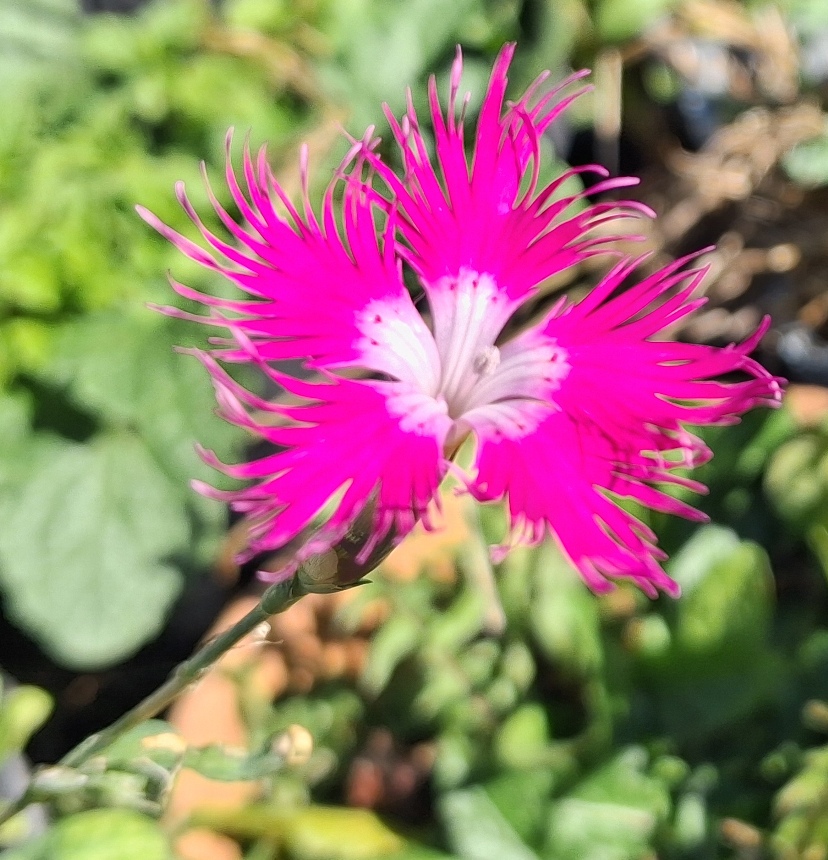 dianthus superbus var longicalycinus