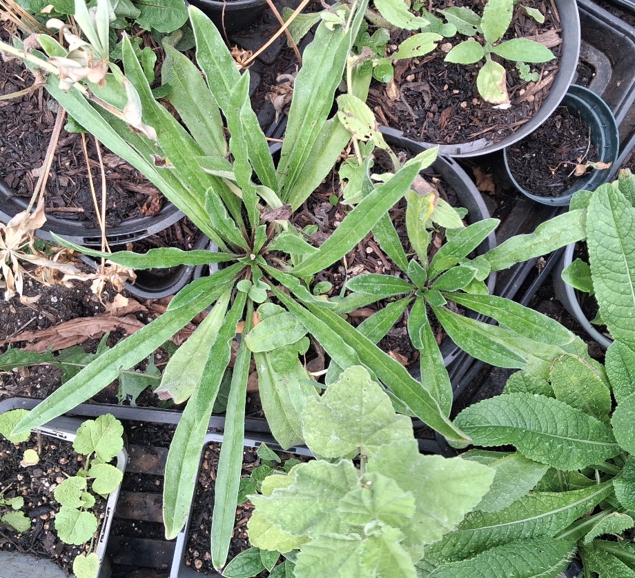 echium vulgare rosette