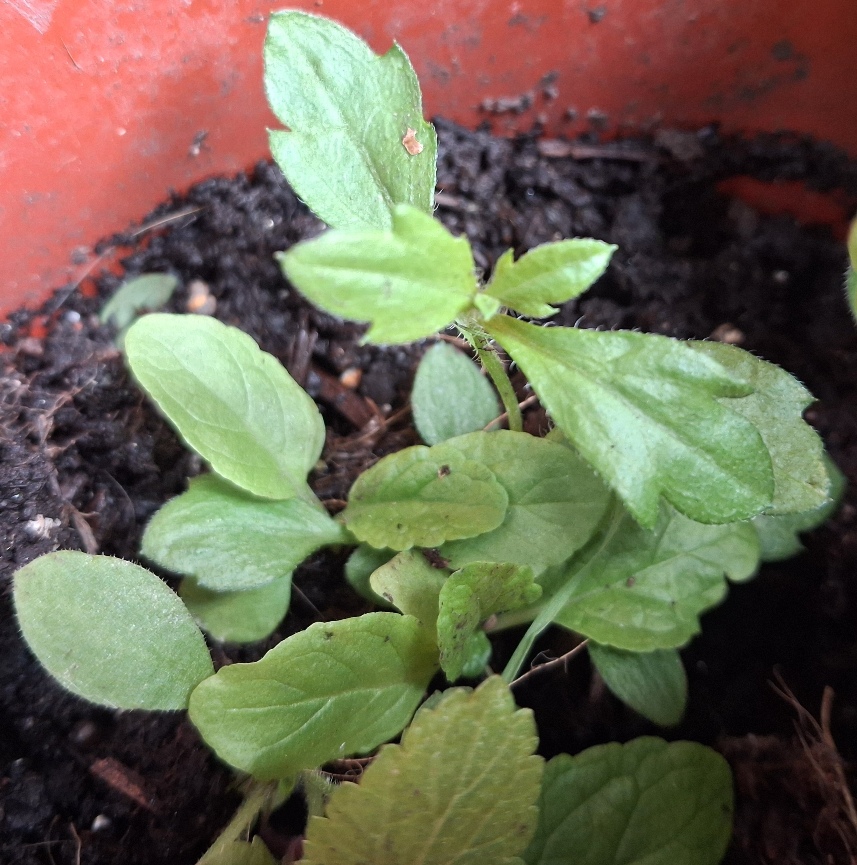 erigeron karvinskianus seedlings