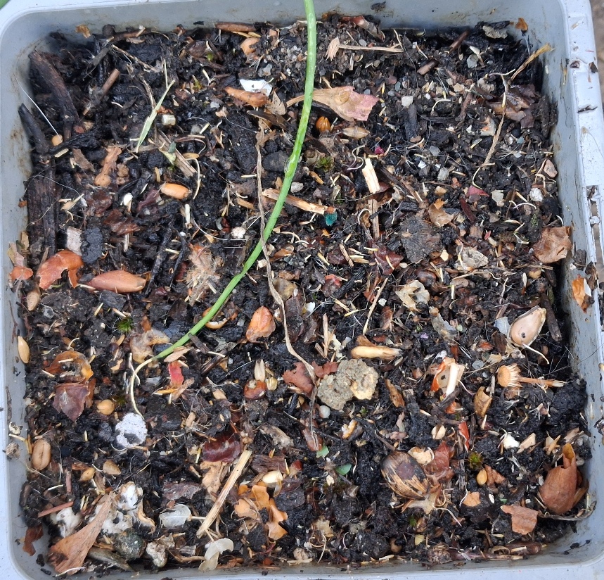 Erigeron karvinskianus seeds sown