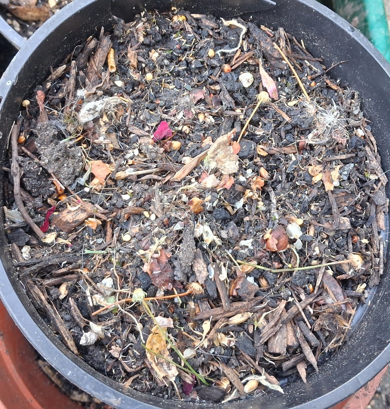 Erigeron karvinskianus seeds sown