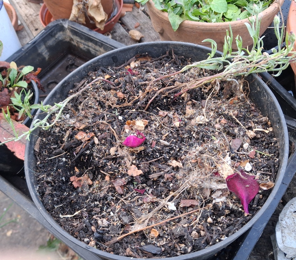 Erigeron karvinskianus seeds sown