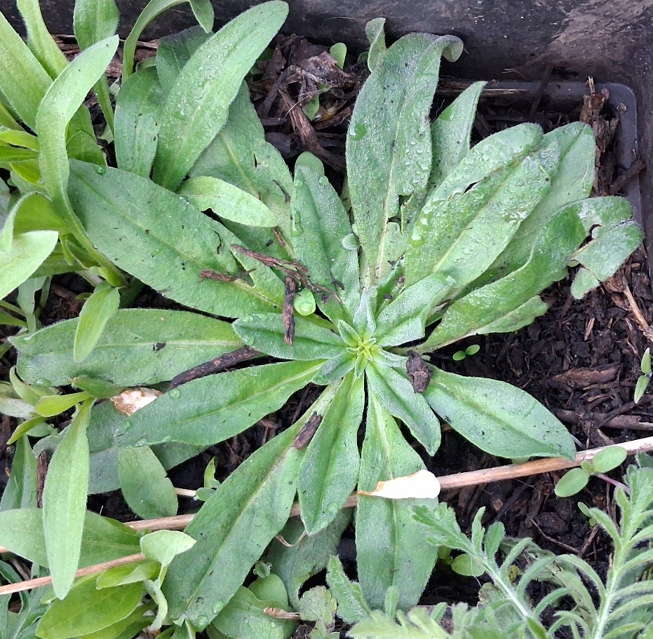 Erigeron speciosus Azure Fairy