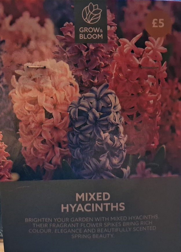 Grow and Bloom Sainsbury's Mixed Hyacinths