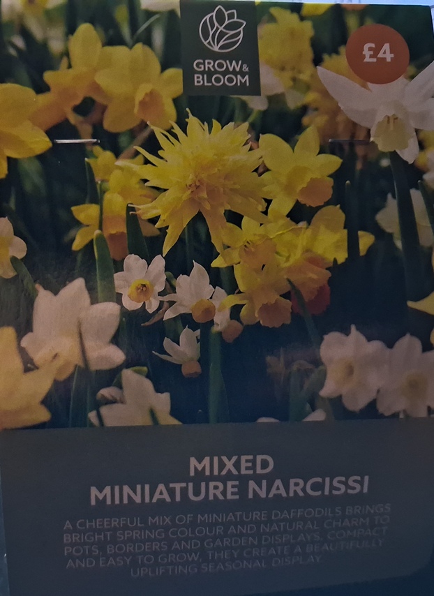Grow and Bloom Sainsbury's Mixed Miniature Narcissi