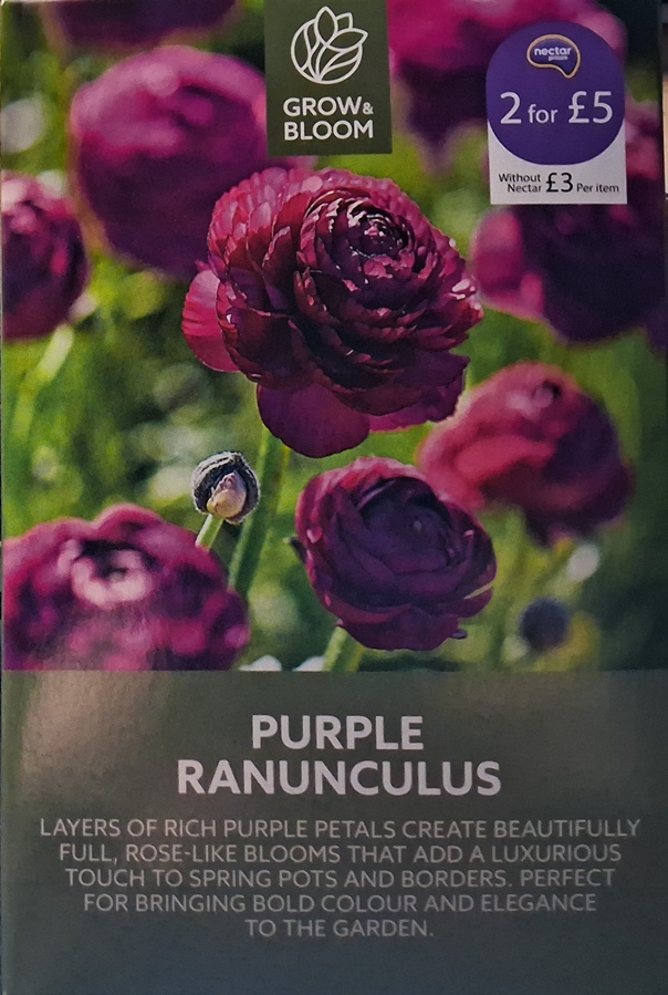 Grow and Bloom Sainsbury's Purple Ranunculus