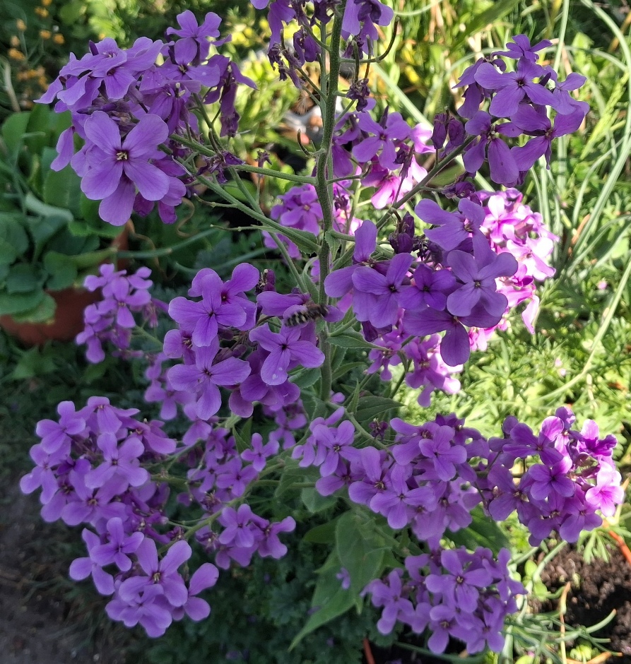 dame's violet hesperis matronalis hoverfly